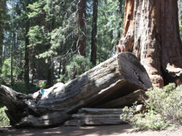 Sequoia Michigan Tree