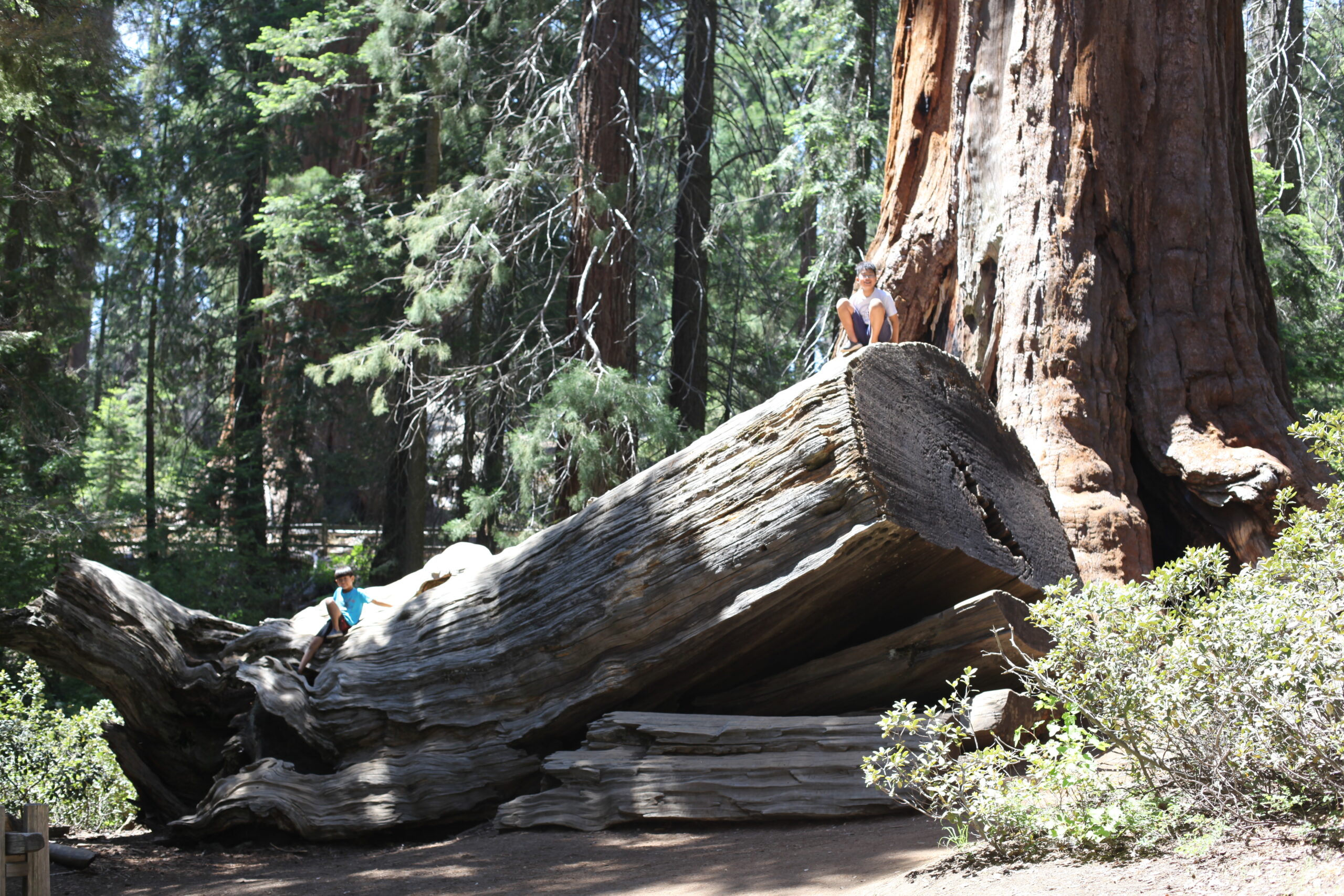 Sequoia Michigan Tree