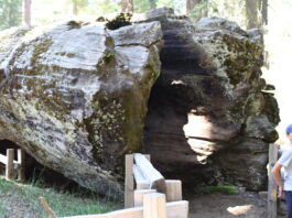 sequoia