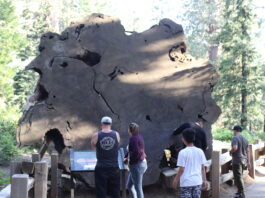 sequoia
