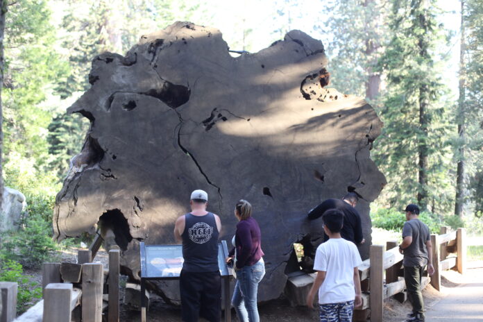 sequoia