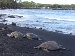 Punaluu Black Sand Beach